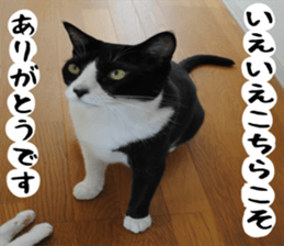 sticker japan cat&gin Photo version 1 sticker #13589496