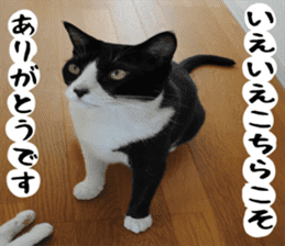 sticker japan cat&gin Photo version 1 sticker #13589496