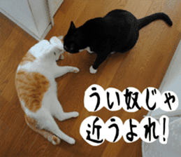 sticker japan cat&gin Photo version 1 sticker #13589497