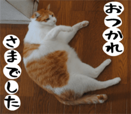sticker japan cat&gin Photo version 1 sticker #13589498