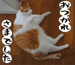 sticker japan cat&gin Photo version 1 sticker #13589498
