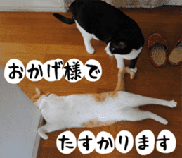 sticker japan cat&gin Photo version 1 sticker #13589500