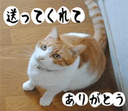 sticker japan cat&gin Photo version 1 sticker #13589501