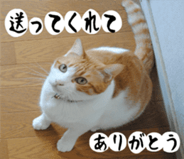 sticker japan cat&gin Photo version 1 sticker #13589501