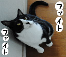 sticker japan cat&gin Photo version 1 sticker #13589502