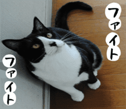 sticker japan cat&gin Photo version 1 sticker #13589502