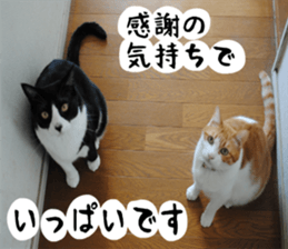 sticker japan cat&gin Photo version 1 sticker #13589503