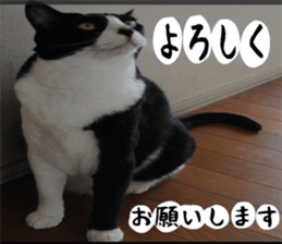 sticker japan cat&gin Photo version 1 sticker #13589504