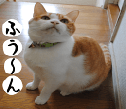 sticker japan cat&gin Photo version 1 sticker #13589505