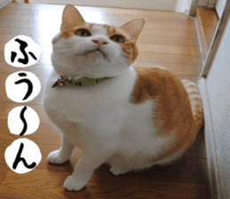 sticker japan cat&gin Photo version 1 sticker #13589505