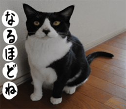 sticker japan cat&gin Photo version 1 sticker #13589506