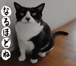 sticker japan cat&gin Photo version 1 sticker #13589506