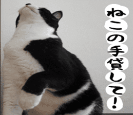 sticker japan cat&gin Photo version 1 sticker #13589507