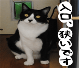 sticker japan cat&gin Photo version 1 sticker #13589508