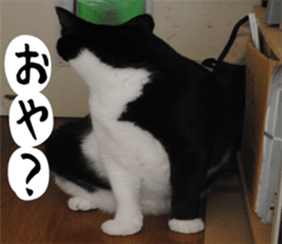 sticker japan cat&gin Photo version 1 sticker #13589509