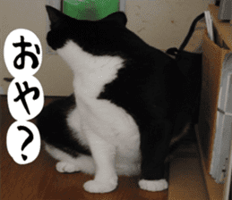 sticker japan cat&gin Photo version 1 sticker #13589509