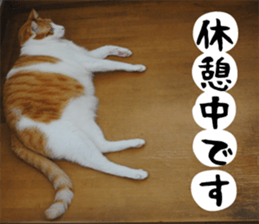 sticker japan cat&gin Photo version 1 sticker #13589510