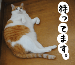 sticker japan cat&gin Photo version 1 sticker #13589511