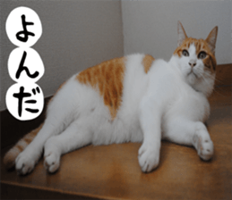 sticker japan cat&gin Photo version 1 sticker #13589513