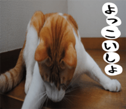 sticker japan cat&gin Photo version 1 sticker #13589514