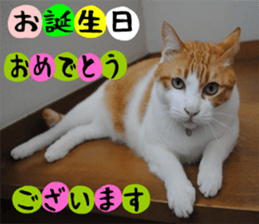 sticker japan cat&gin Photo version 1 sticker #13589515
