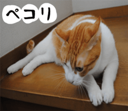 sticker japan cat&gin Photo version 1 sticker #13589516