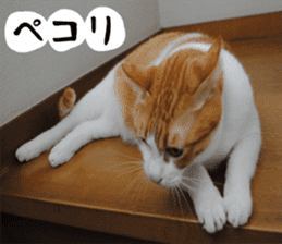 sticker japan cat&gin Photo version 1 sticker #13589516