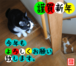 sticker japan cat&gin Photo version 1 sticker #13589517