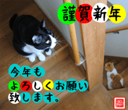 sticker japan cat&gin Photo version 1 sticker #13589517