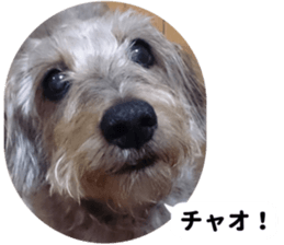 Chuchu's sticker 2 sticker #13590096