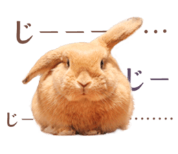 Rabbit of maru sticker #13591636