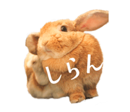 Rabbit of maru sticker #13591637