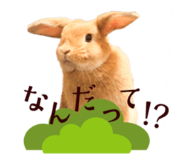 Rabbit of maru sticker #13591642