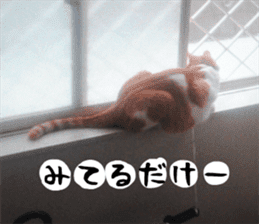 sticker japan cat&gin Photo version 2 sticker #13592198