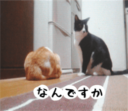 sticker japan cat&gin Photo version 2 sticker #13592199