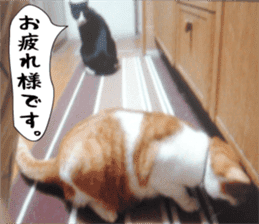 sticker japan cat&gin Photo version 2 sticker #13592200