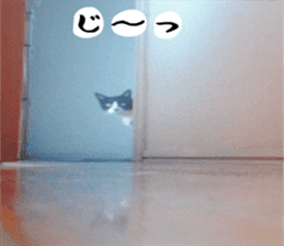 sticker japan cat&gin Photo version 2 sticker #13592202