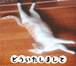 sticker japan cat&gin Photo version 2 sticker #13592203