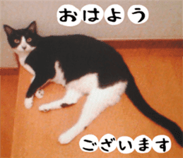 sticker japan cat&gin Photo version 2 sticker #13592205