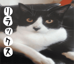 sticker japan cat&gin Photo version 2 sticker #13592206