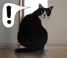 sticker japan cat&gin Photo version 2 sticker #13592210