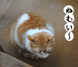 sticker japan cat&gin Photo version 2 sticker #13592212