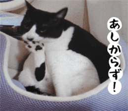 sticker japan cat&gin Photo version 2 sticker #13592213