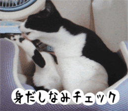 sticker japan cat&gin Photo version 2 sticker #13592214