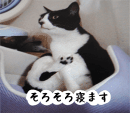 sticker japan cat&gin Photo version 2 sticker #13592215