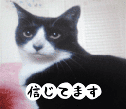 sticker japan cat&gin Photo version 2 sticker #13592216