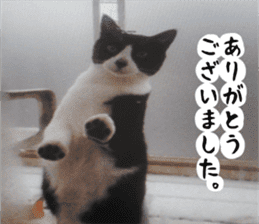 sticker japan cat&gin Photo version 2 sticker #13592219