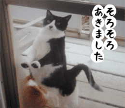 sticker japan cat&gin Photo version 2 sticker #13592220