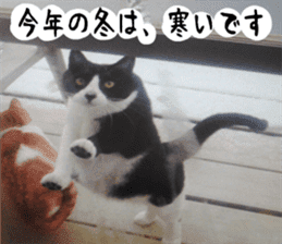 sticker japan cat&gin Photo version 2 sticker #13592221