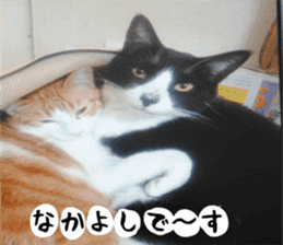 sticker japan cat&gin Photo version 2 sticker #13592223